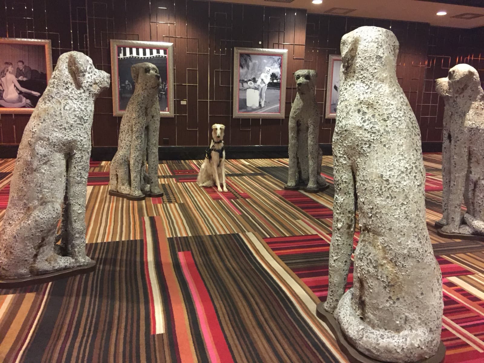 JackVegas, my Borzoi service dog