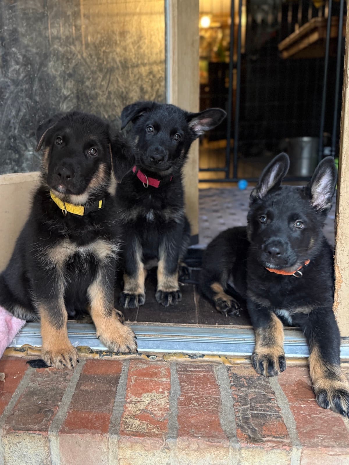 Charles, Amy, and Peralta from the Brooklyn 99 litter