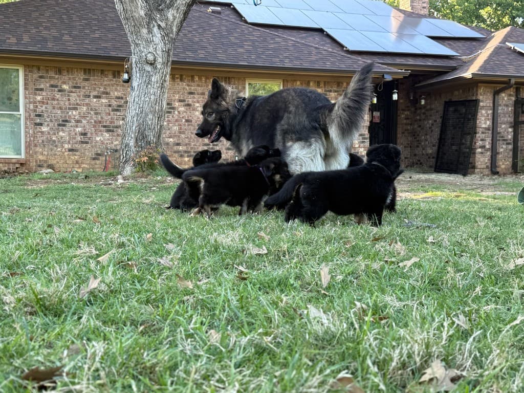 04 06 watson surrogate pups 02