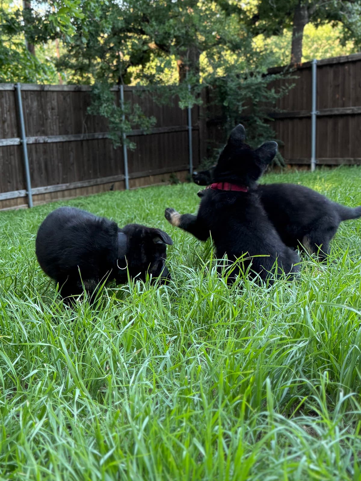 04 24 PuppiesPlaying