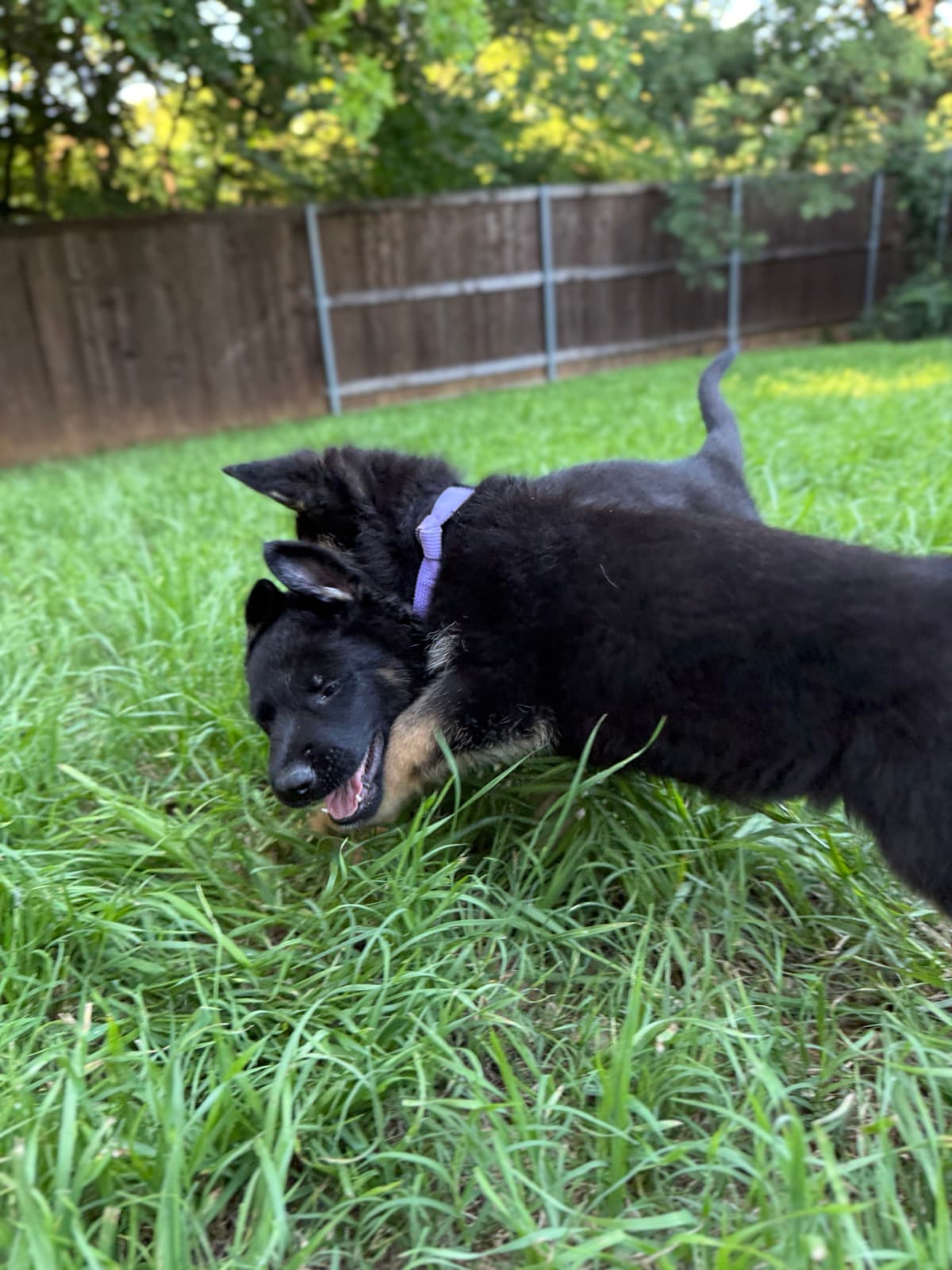 04 24 PuppiesPlaying02