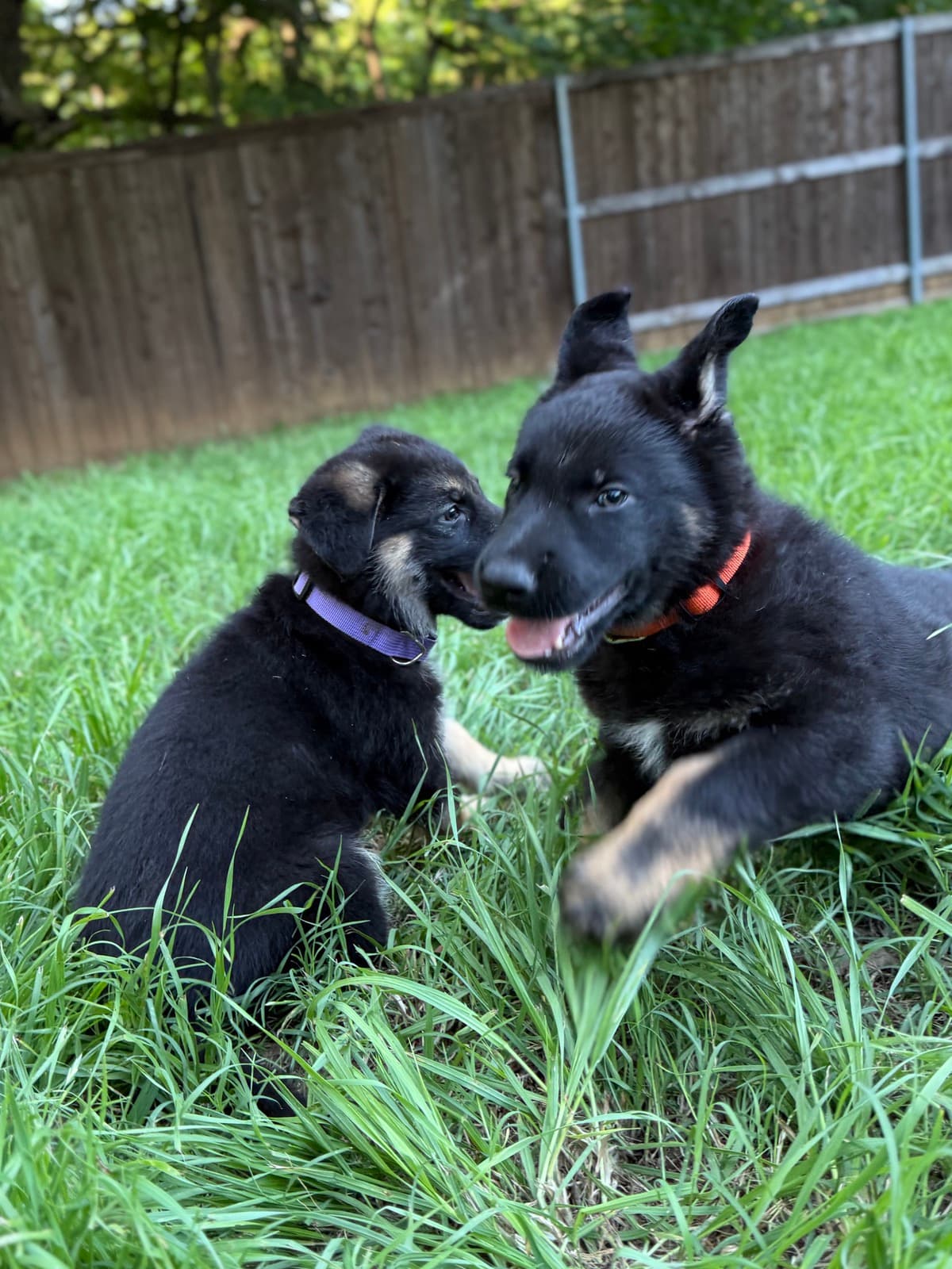 04 24 PuppiesPlaying03