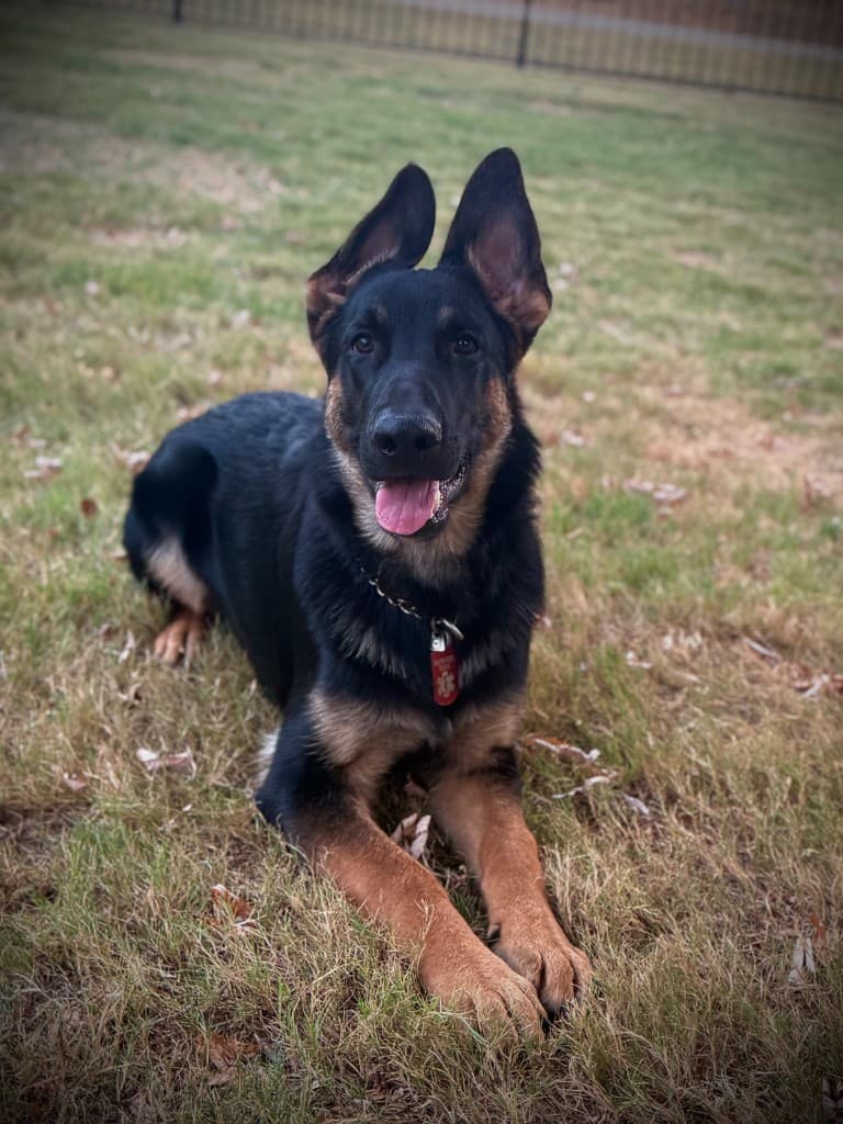 Charles, my service dog in training