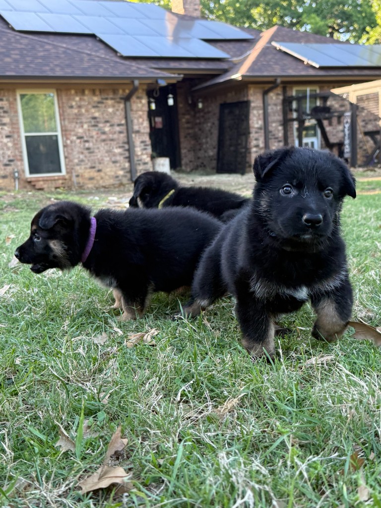 Brooklyn 99 pups on the grass—Amy in purple, Gina in yellow, Charles up front, full of opinions and momentum