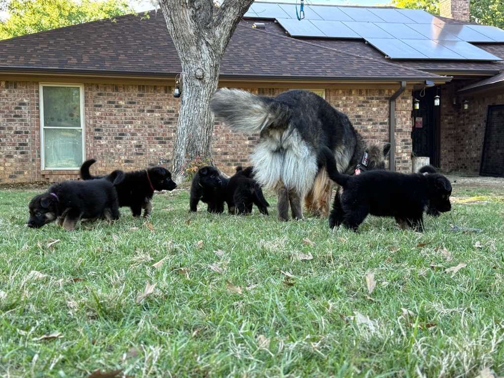 Watson in the yard with the litter—cousin, service dog, and the grown-up who actually means it when she says enough