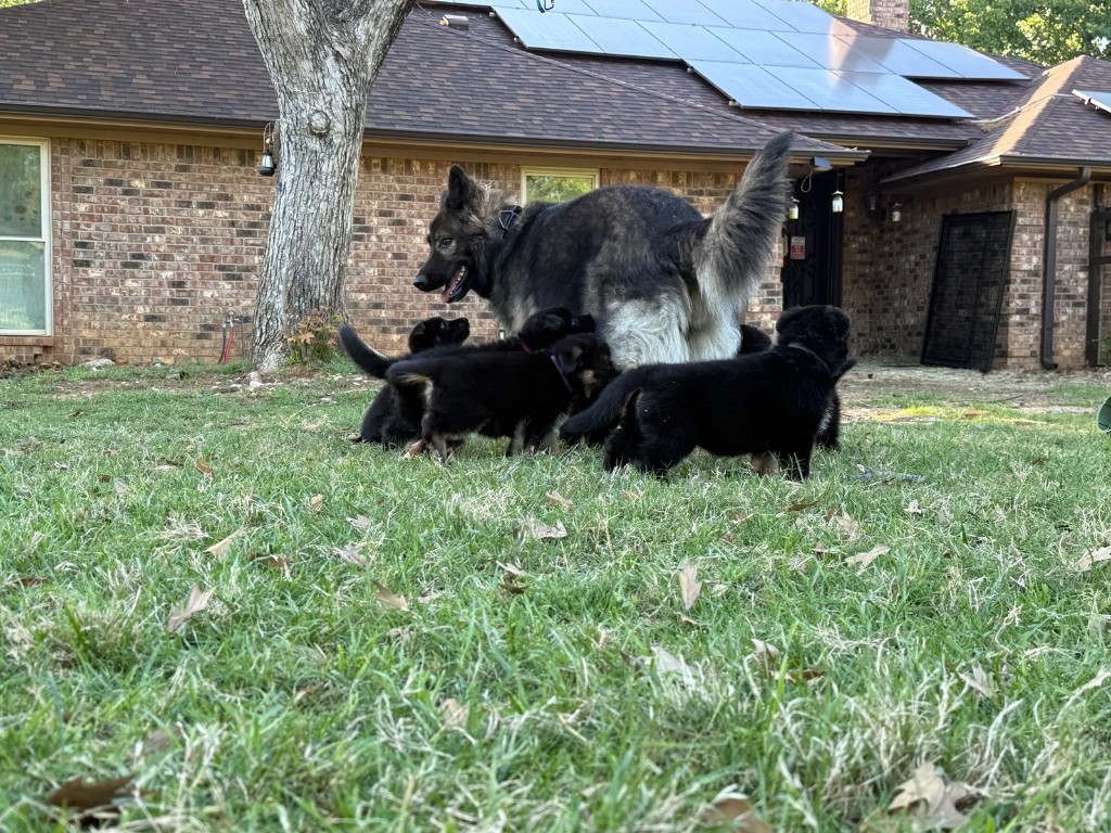 Watson on the lawn with pups at her feet—manners, patience, and the occasional necessary wrangle