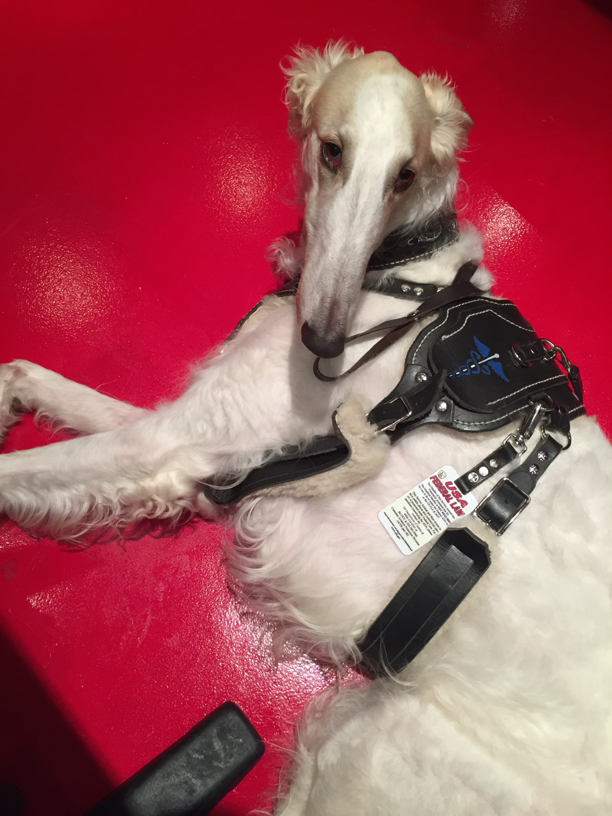 Jack, white Borzoi in medical alert harness with caduceus patch — working service dog