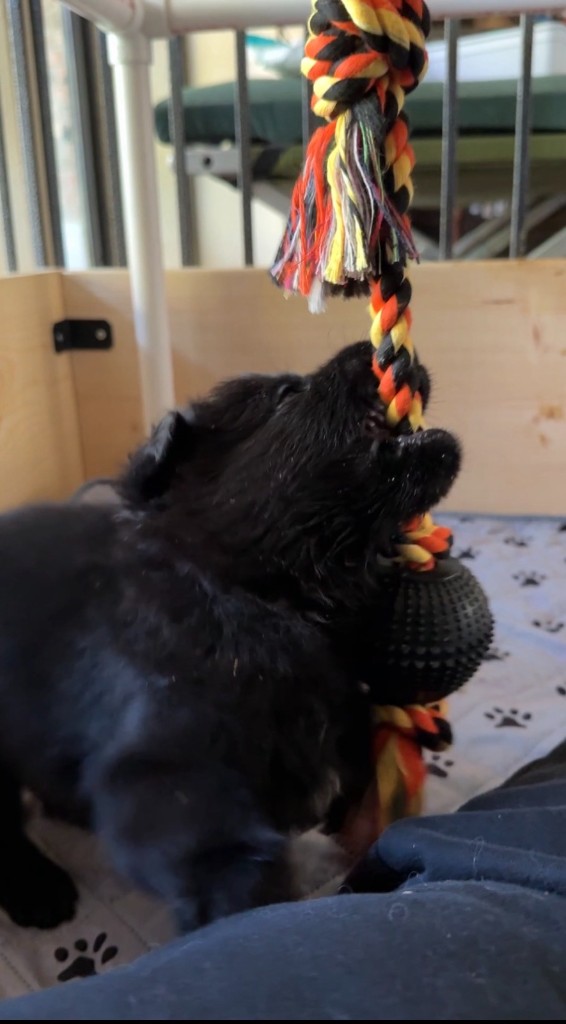 Terry from the Brooklyn 99 litter, tugging a hanging rope toy in the puppy pen — drive shows up in play long before it ever wears a harness